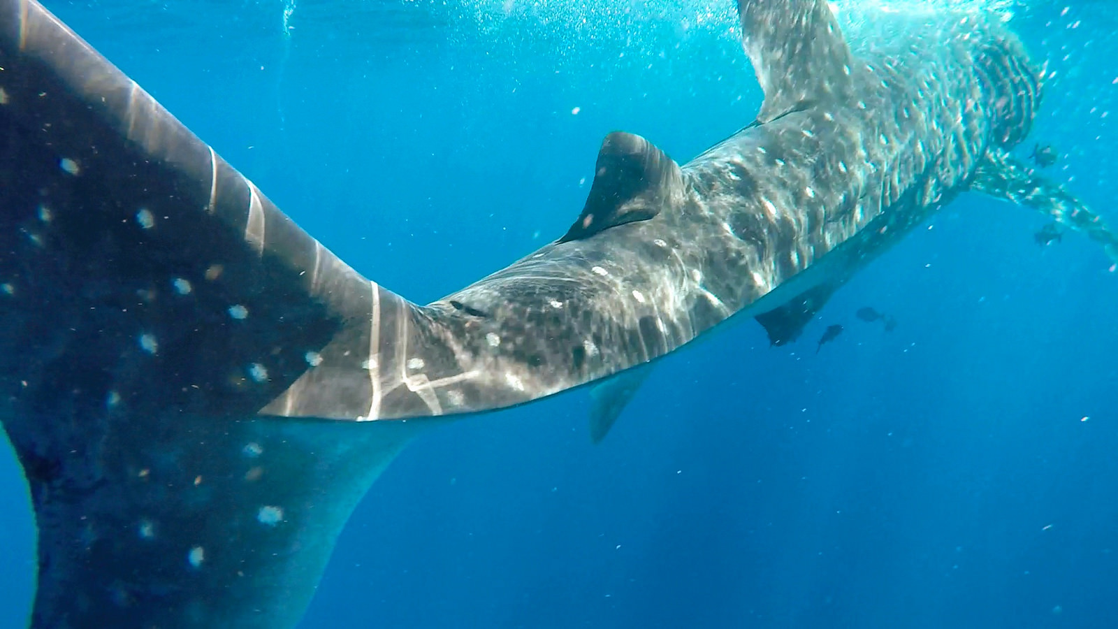Tiburón Ballena en Holbox